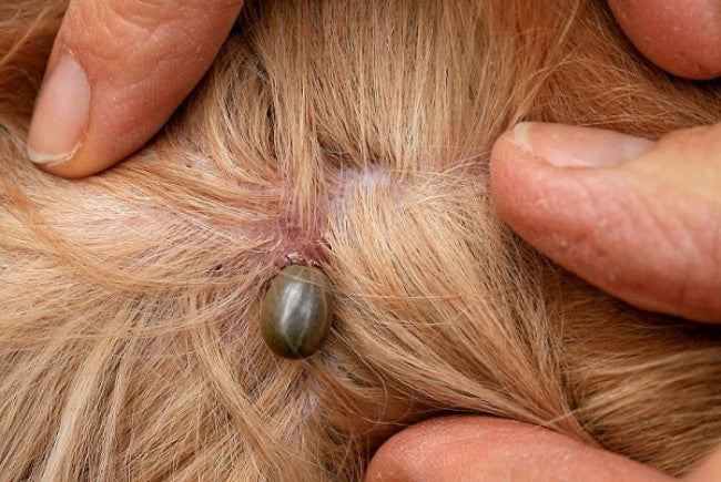 Ehrlichiosis canina