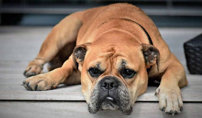 Torsión Gástrica Canina