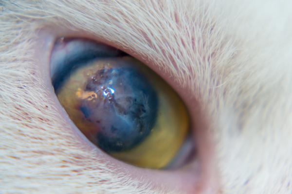 Enfermedades en los ojos de los gatos
