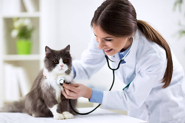 Cómo Seleccionar un Veterinario