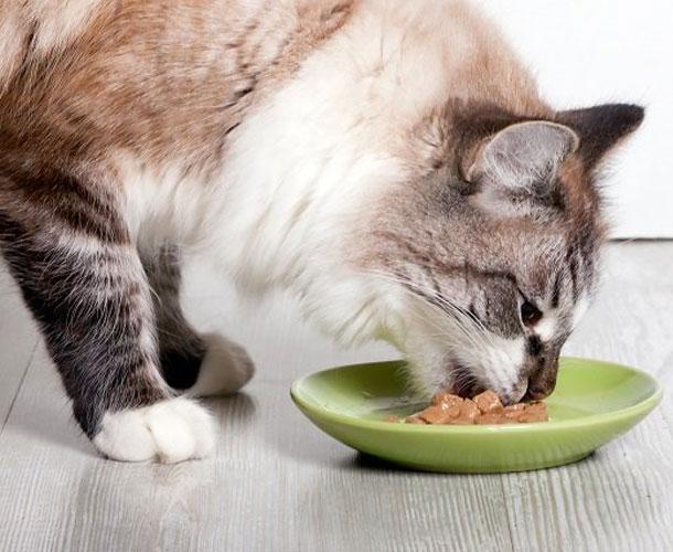 Comida para Perros y gatos