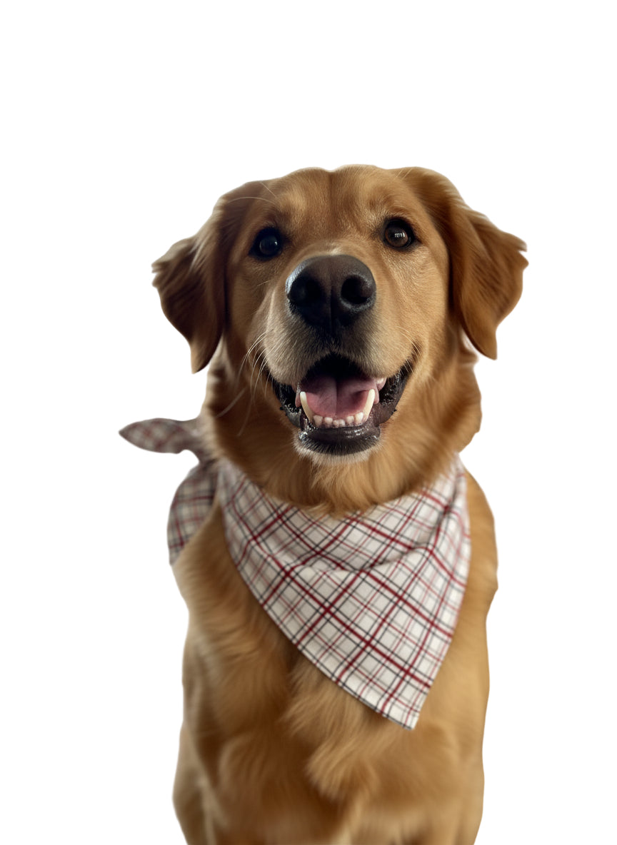 Combo de bandana con su ñoñito